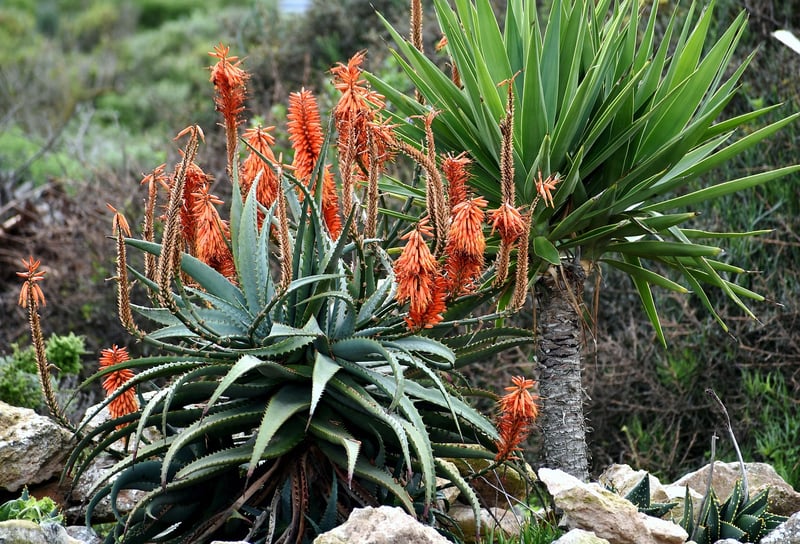Drought-Resistant Species
